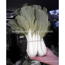 CC03 Ganyou short type black leaf Chinese cabbage seeds vegetable seeds